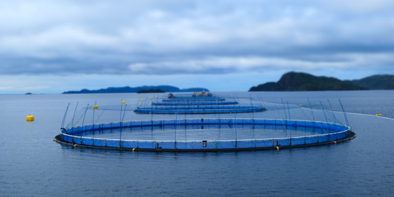 Furey, Brazil Trade Barbs on Grieg Decision to Ship Salmon to Bay de ...